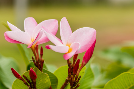 Plumeria flower pink and white frangipani tropical flower, plumeria flower blooming on tree, spa flowerの写真素材