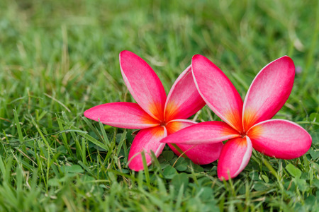 Frangipani, Plumeria on white backgroundの写真素材