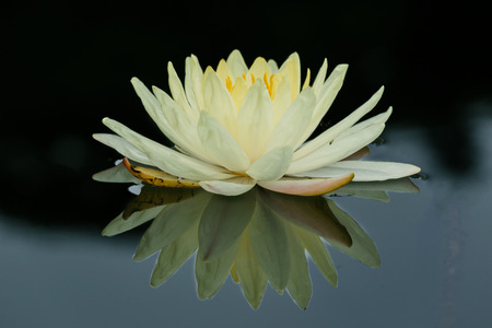 Lotus flower and Lotus flower plantsの写真素材