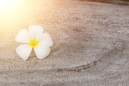Plumeria on Old wood texture Vintage toneの写真素材