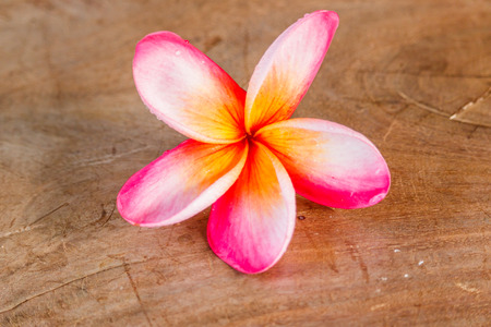 Plumeria on Old wood texture Vintage toneの写真素材