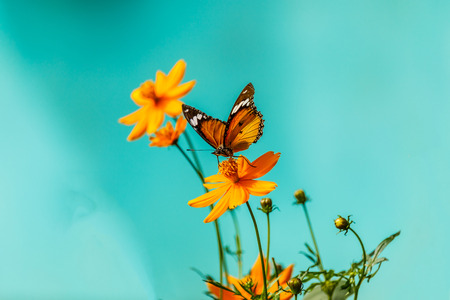 Closeup butterfly on flower (Common tiger butterfly) in Blue background Vintage styleの写真素材