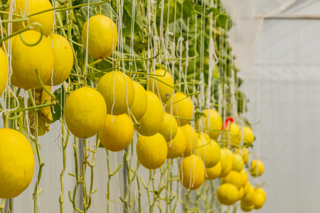 Yellow Cantaloupe melon growing in a greenhouse.の写真素材