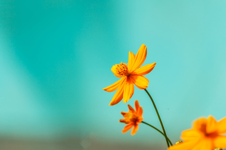Thymophyllia,yellow flowers, natural summer background, blurred image, selective focusの写真素材