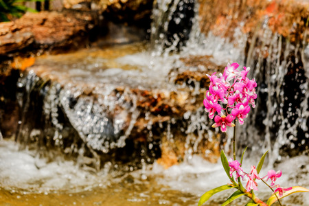 Orchid waterfall background in gardenの写真素材