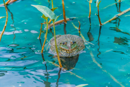 pool frog in a pond covered with duckweed densely waterの写真素材