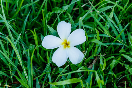 White Plumeria on green grass.の写真素材