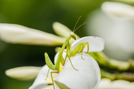 Female European Mantis or Praying Mantis, Mantis religiosa, on leafの写真素材