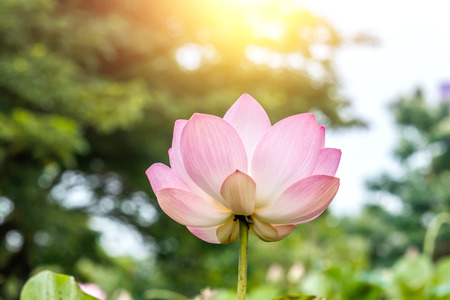 Lotus flower and Lotus flower plantsの写真素材