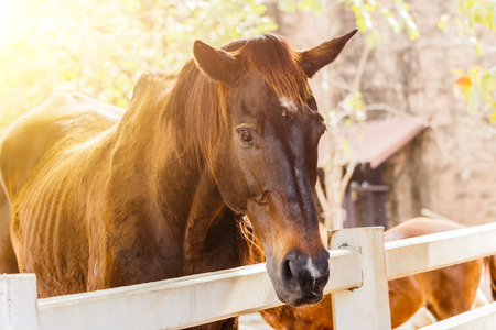 Horse on a farm behind a wooden fence.の写真素材