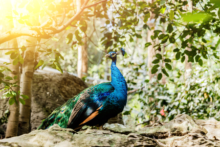 Beautiful male peacock close-up portrait. Horizontalの写真素材