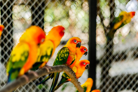 Beautiful colorful parrot, Sun Conure (Aratinga solstitialis), side profileの写真素材