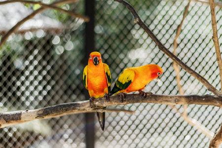 Beautiful colorful parrot, Sun Conure (Aratinga solstitialis), side profile