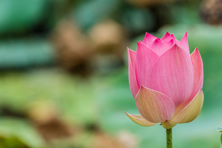 Lotus flower and Lotus flower plantsの写真素材