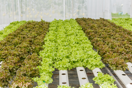Growing organic vegetables without soil.の写真素材
