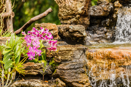 Orchid waterfall background in gardenの写真素材