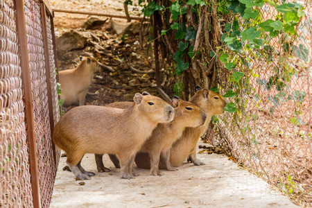 Capybara (hydrochoerus hydrochaeris)の写真素材