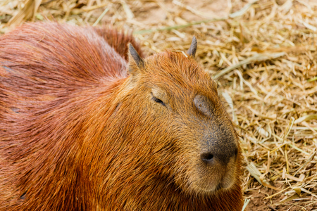Capybara (hydrochoerus hydrochaeris)の写真素材