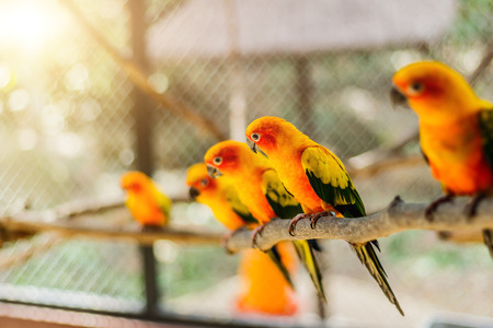 Beautiful colorful parrot, Sun Conure (Aratinga solstitialis), side profileの写真素材