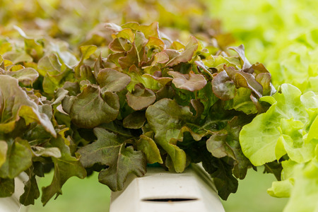 Growing organic vegetables without soil.の写真素材