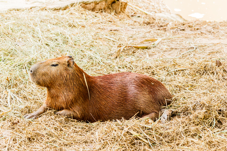 Capybara (hydrochoerus hydrochaeris)の写真素材