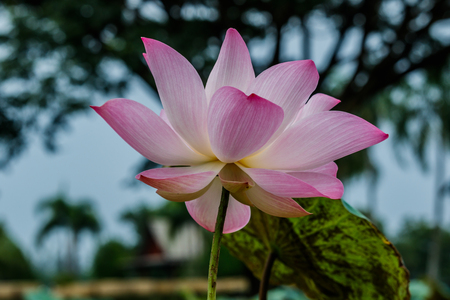 Lotus flower and Lotus flower plantsの写真素材