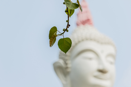 Bo leafs White Buddha  statue backgroundの写真素材