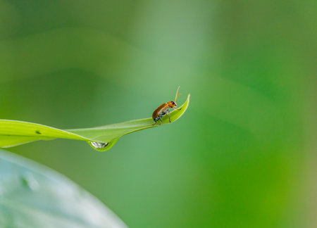 Insects on the grass and water droplets.