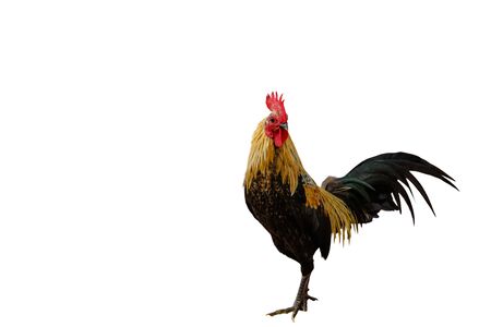 Beautiful rooster isolated on white background with clipping pathの写真素材
