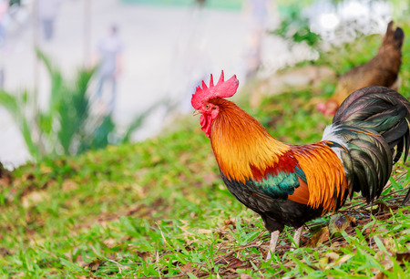 colorful rooster on green nature backgroundの写真素材