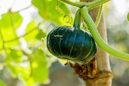 Winter squash, or Pumpkin on its treeの写真素材