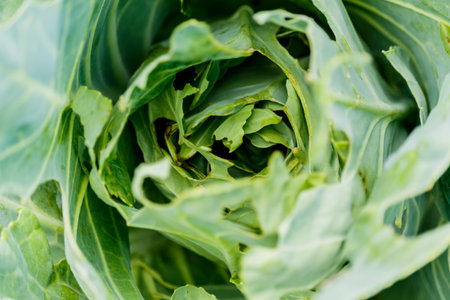 rotten cabbage from insect bite, green yellow cauliflower vegetable