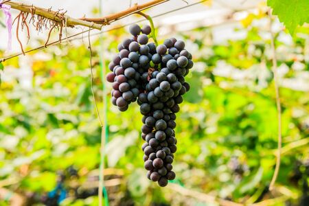 large bunches of red wine grapes hang from a vine, warm background color.の写真素材
