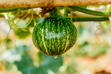 Winter squash, or Pumpkin on its treeの写真素材