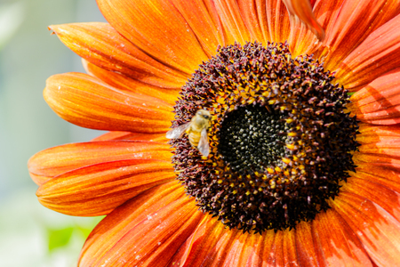 Close up of sunflower against a fieldの写真素材