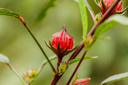 Hibiscus sabdariffa or roselle fruitsの写真素材
