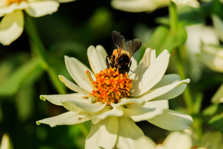Closeup flower  bee swarm in the gar denの写真素材