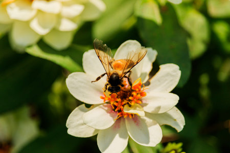 Closeup flower  bee swarm in the gar denの写真素材