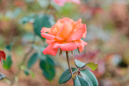 fresh roses in natural background in gardenの写真素材