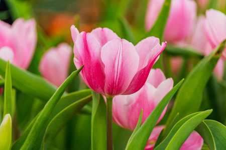 Beautiful  pink tulips blooming in the gardenの写真素材