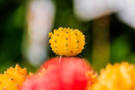 selective focus on a yellow cactus in the gardenの写真素材