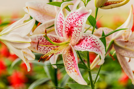 lilly in the garden and tone colorの写真素材