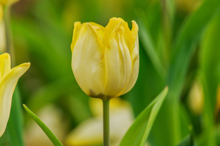 Beautiful  yellow tulips blooming in the gardenの写真素材
