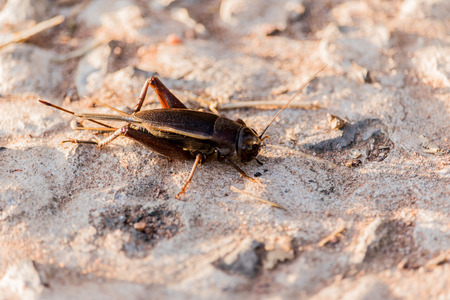 Black leaping chirping insect in naturalの写真素材