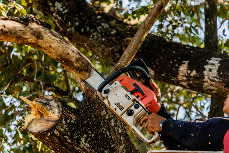 man cutting trees using an electrical chainsaw and professional toolsの写真素材