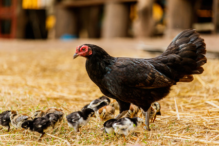Hen chick rearing in natural environment rural sceneの写真素材