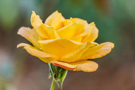 rose flowers in the garden in summerの写真素材