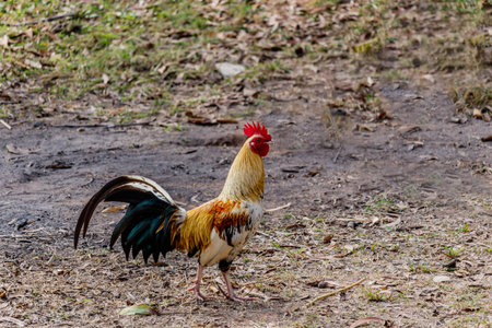 colorful rooster on nature background