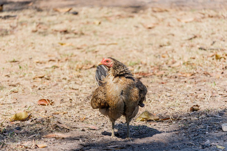colorful rooster on nature backgroundの写真素材
