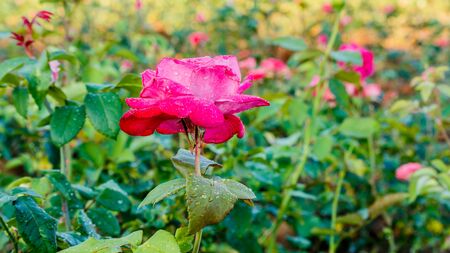 rose flowers in the garden in summerの写真素材